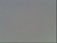 Hypsibius arcticus image