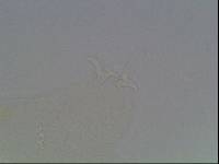 Hypsibius arcticus image