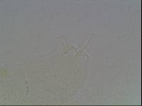 Hypsibius arcticus image