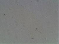 Hypsibius arcticus image