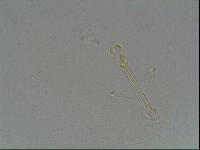 Hypsibius arcticus image