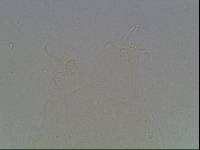 Hypsibius arcticus image