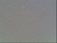 Hypsibius arcticus image