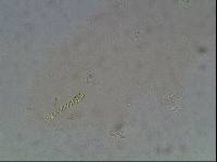 Hypsibius arcticus image