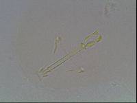 Hypsibius arcticus image