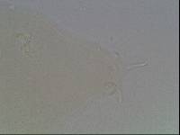Hypsibius arcticus image