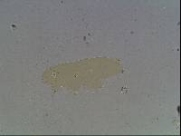 Hypsibius arcticus image