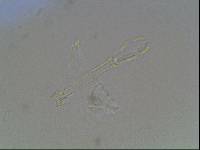 Hypsibius arcticus image