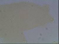 Hypsibius arcticus image