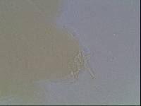 Hypsibius arcticus image