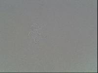 Hypsibius arcticus image