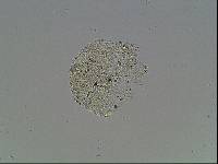 Hypsibius arcticus image