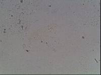 Hypsibius arcticus image