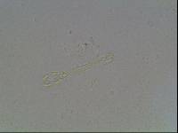 Hypsibius arcticus image