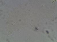 Hypsibius arcticus image