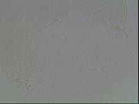 Hypsibius arcticus image