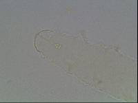 Ramazzottius baumanni image