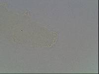 Ramazzottius baumanni image