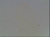 Ramazzottius baumanni image