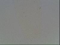 Ramazzottius baumanni image