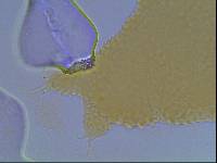 Hypsibius calcaratus image