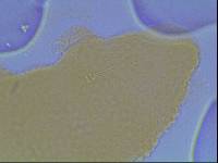 Hypsibius calcaratus image