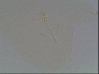 Hypsibius calcaratus image