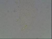 Hypsibius calcaratus image