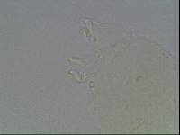 Hypsibius calcaratus image