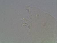 Hypsibius calcaratus image