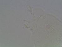 Hypsibius calcaratus image