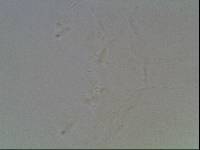Hypsibius calcaratus image