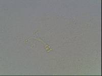Hypsibius calcaratus image