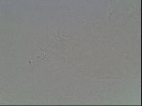 Hypsibius calcaratus image