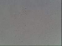Hypsibius calcaratus image