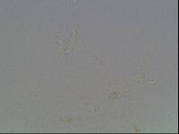 Hypsibius calcaratus image