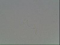 Hypsibius calcaratus image