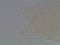 Hypsibius calcaratus image