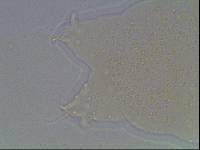 Hypsibius calcaratus image