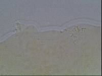 Hypsibius calcaratus image