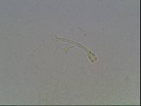 Hypsibius calcaratus image