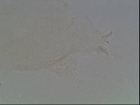 Hypsibius calcaratus image