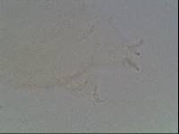 Hypsibius calcaratus image