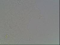 Hypsibius calcaratus image