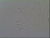 Hypsibius calcaratus image