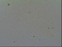 Hypsibius calcaratus image