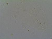 Hypsibius calcaratus image