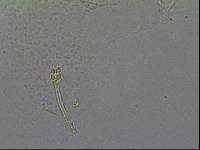 Hypsibius calcaratus image