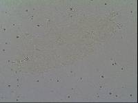 Hypsibius calcaratus image