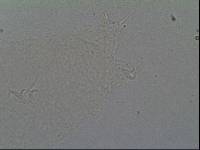 Hypsibius calcaratus image